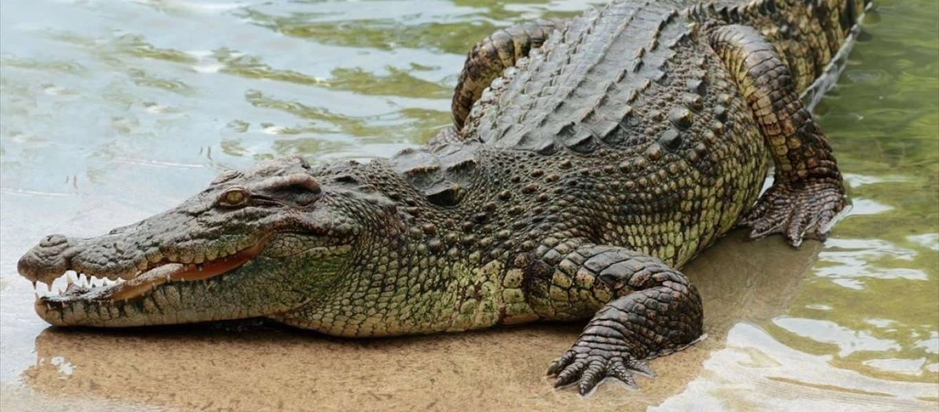 Αυστραλία: Κάνουν ευθανασία στους κροκόδειλους για να δουν αν έχουν στο στομάχι τους ανθρώπινα λείψανα